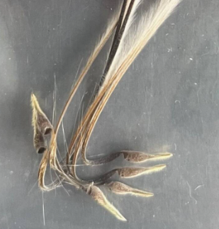 Monsonia vanderietiae seeds