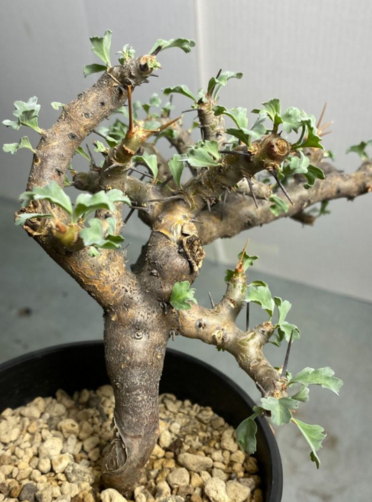 Monsonia flavescens seeds