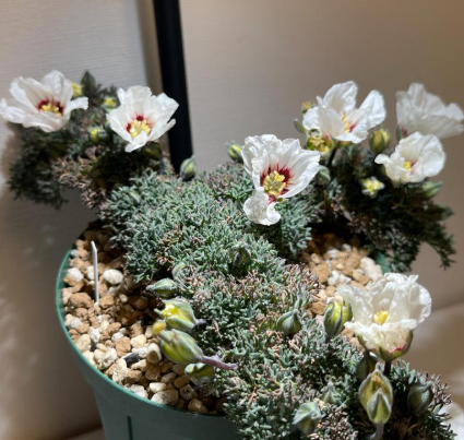 Monsonia Multifida seeds