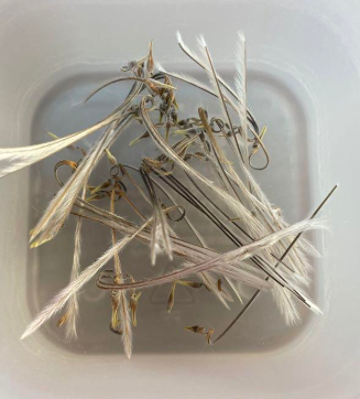 Monsonia Multifida seeds