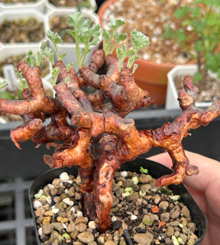 Pelargonium mirabile seeds