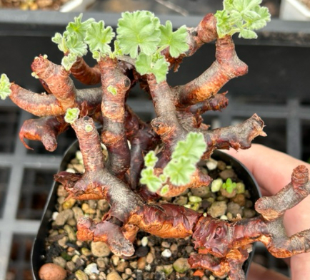 Pelargonium mirabile seeds
