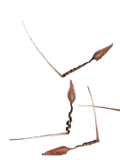 Pelargonium crassipes seeds