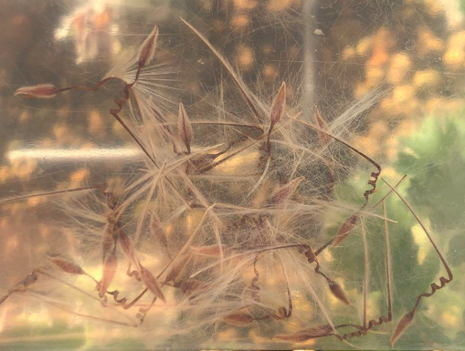 Pelargonium caroli-henrici seeds