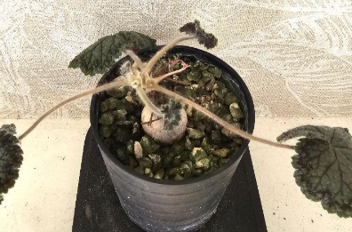 Pelargonium barklyi seeds