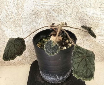 Pelargonium barklyi seeds