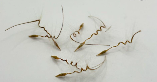 Pelargonium oblongatum seeds