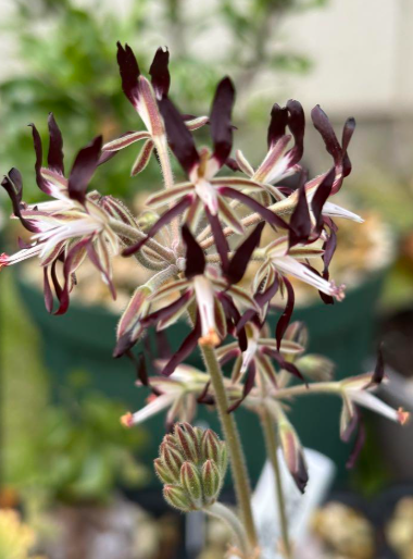 Pelargonium auritum seeds