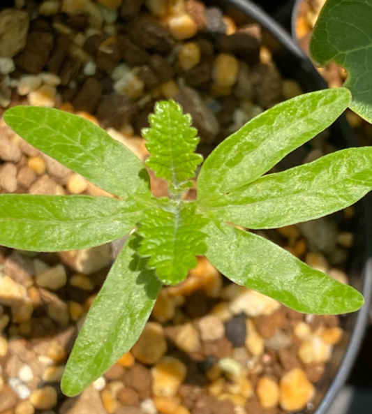 Bursera copallifera seeds