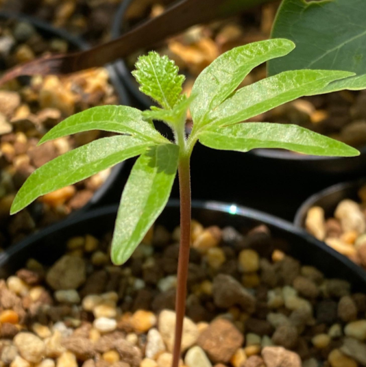 Bursera copallifera seeds