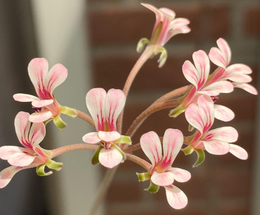 Pelargonium gracillimum seeds