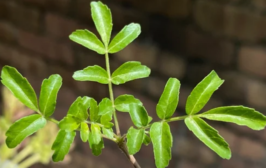 Boswellia papyrifera seeds