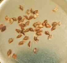 Boswellia papyrifera seeds