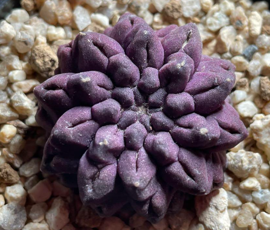 Eriosyce occulta seeds