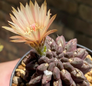 Eriosyce occulta seeds