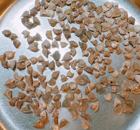 Boswellia rivae seeds