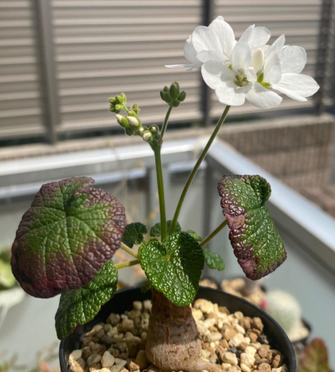 Pelargonium cotyledonis seeds