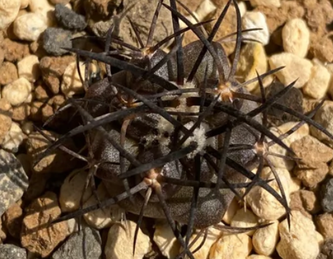 Copiapoa griseoviolacea seeds