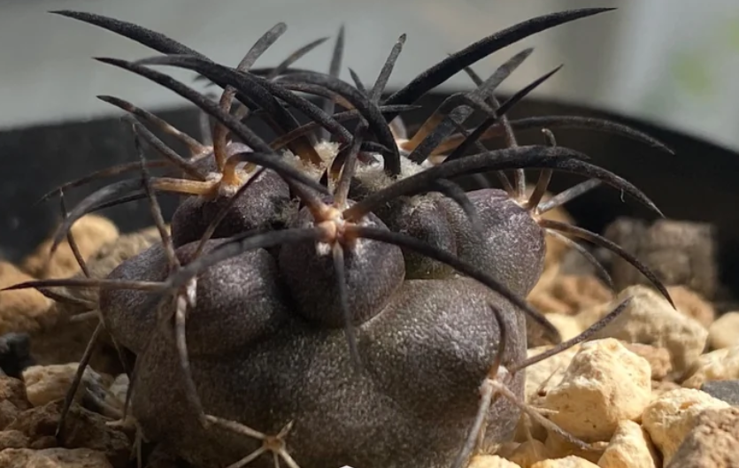Copiapoa griseoviolacea seeds