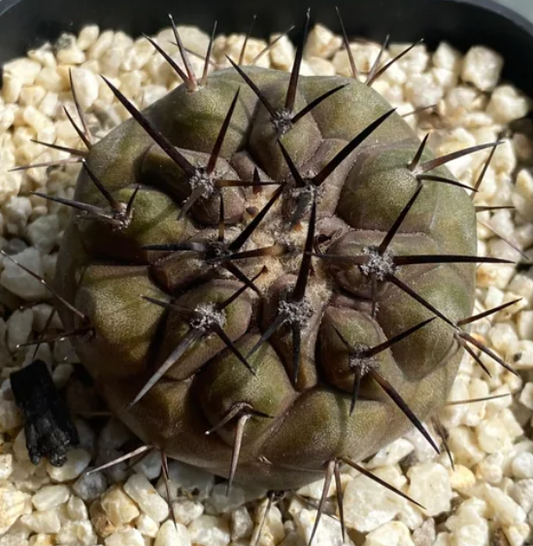 Copiapoa cinerea seeds