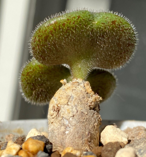 Tylecodon nolteei seeds
