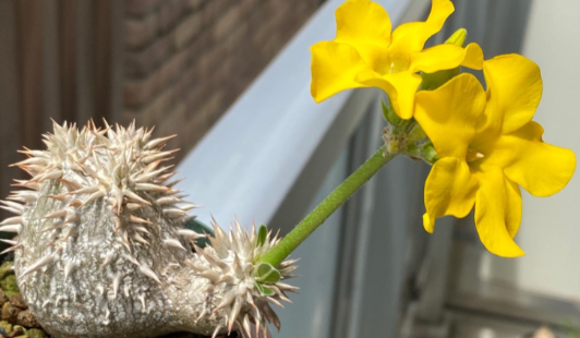 Pachypodium tackyi seeds