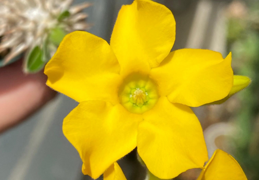 Pachypodium tackyi seeds