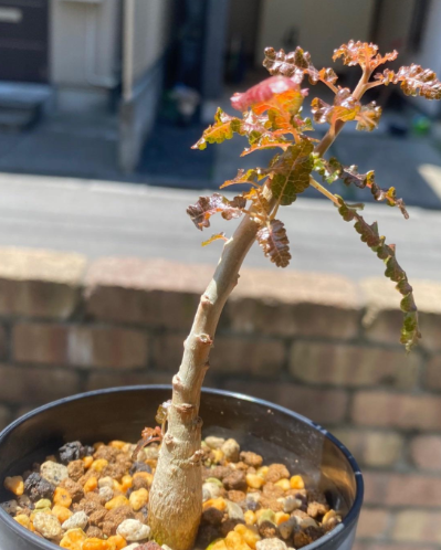 Boswellia nana seeds
