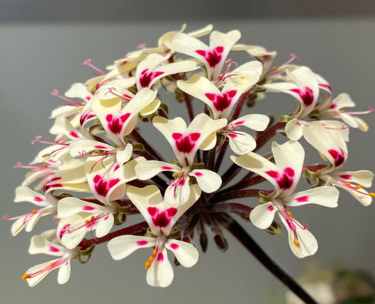 Pelargonium moniliforme seeds