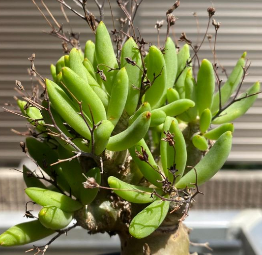 Tylecodon reticulatus seeds