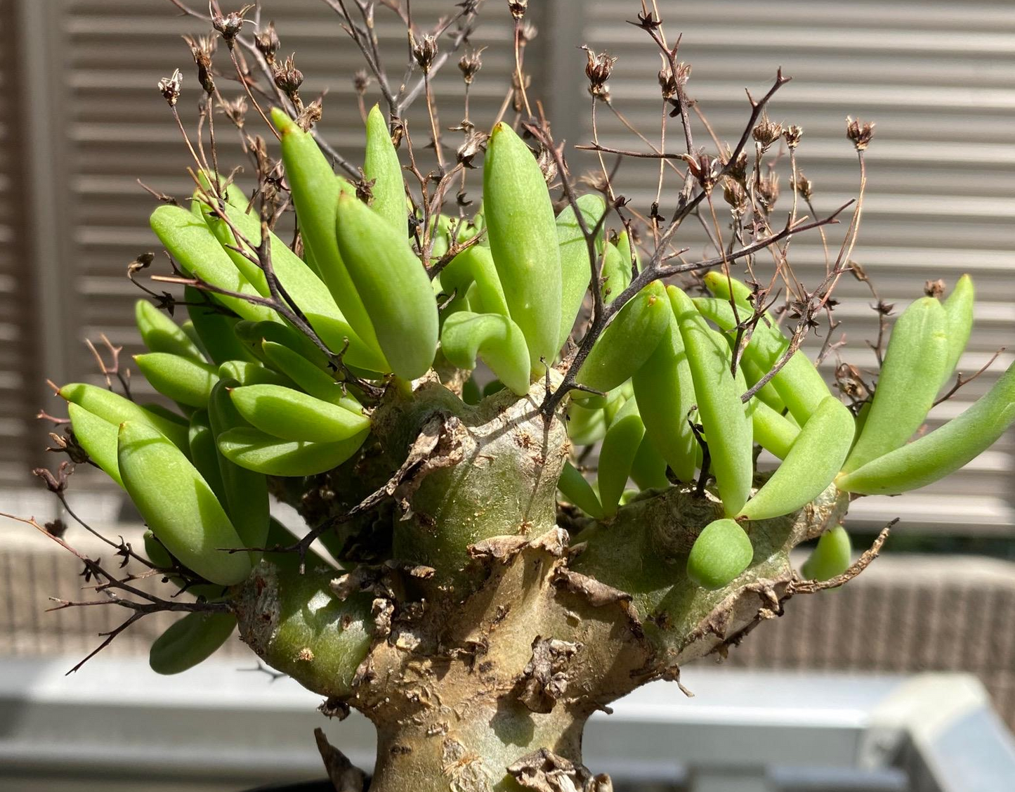 Tylecodon reticulatus seeds