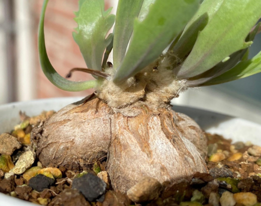 Othonna sp. Steinkopf seeds