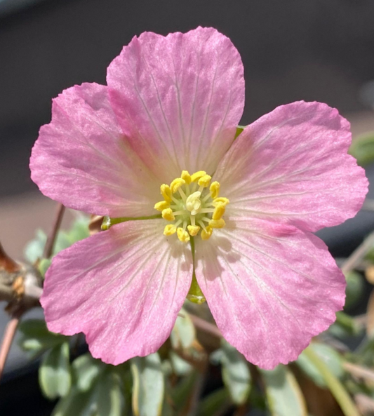 Monsonia patersonii seeds