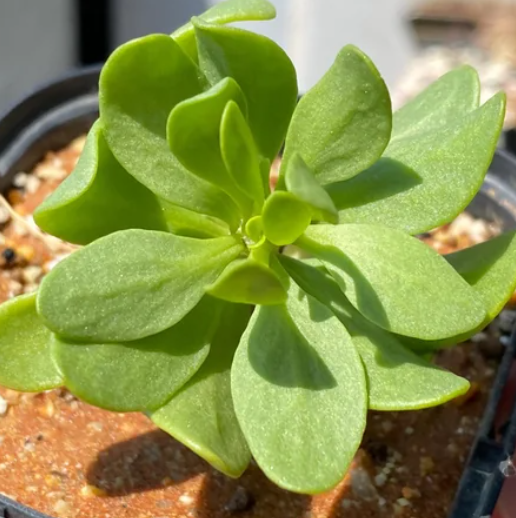 Othonna furcata seeds