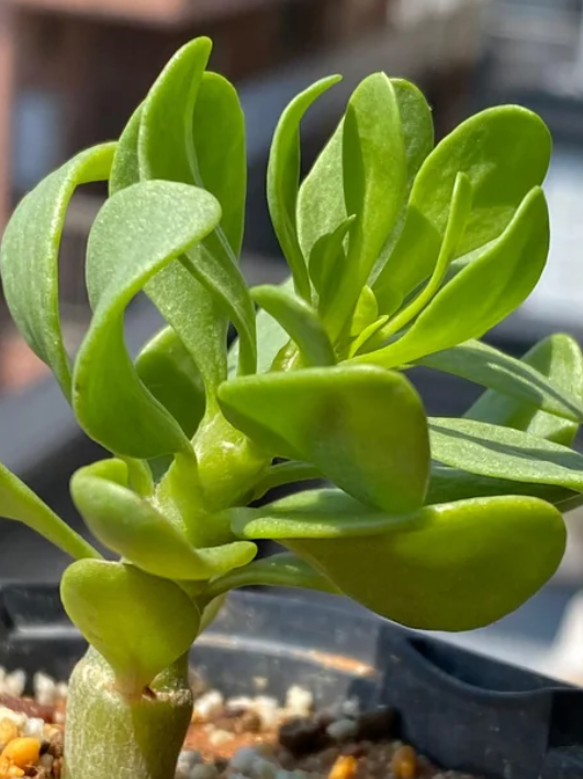 Othonna furcata seeds