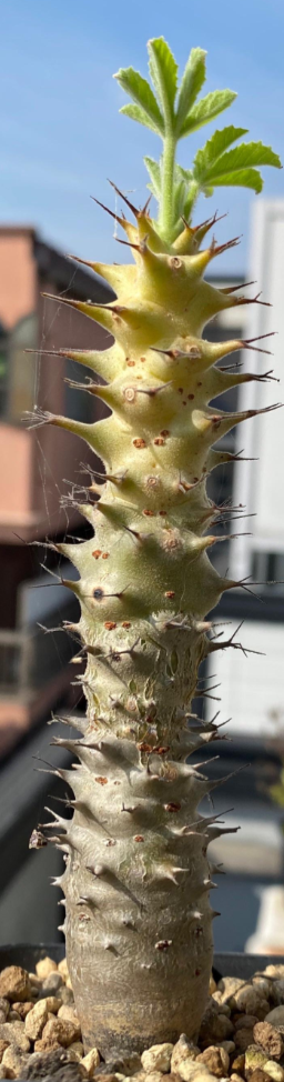 Jatropha fissispina seeds