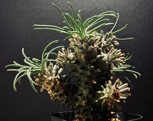 Tylecodon wallichii seeds