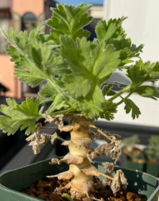 Pelargonium fulgidum seeds