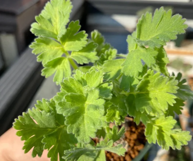 Pelargonium fulgidum seeds