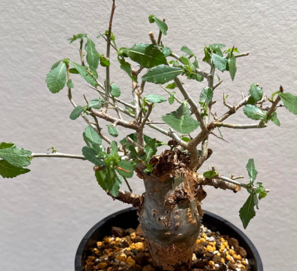 Commiphora habessinica seeds