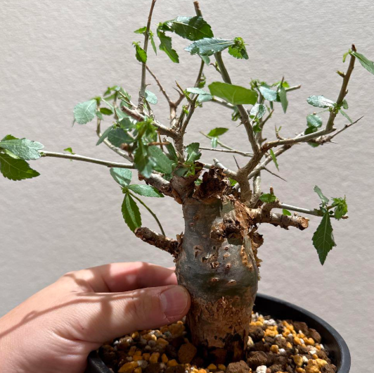 Commiphora habessinica seeds