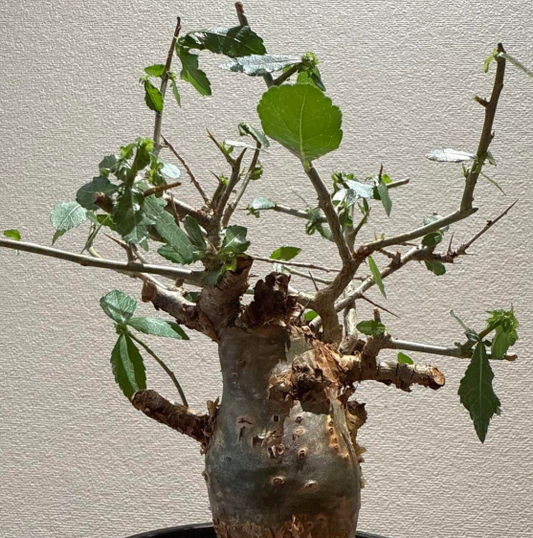 Commiphora habessinica seeds