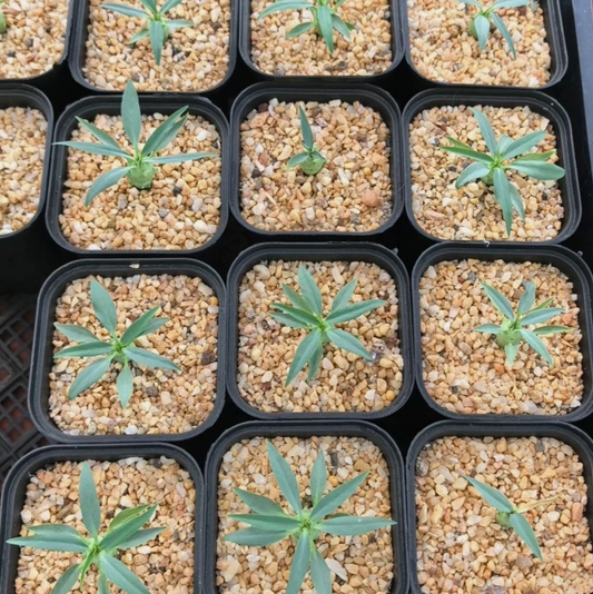 Euphorbia etuberculosa seeds