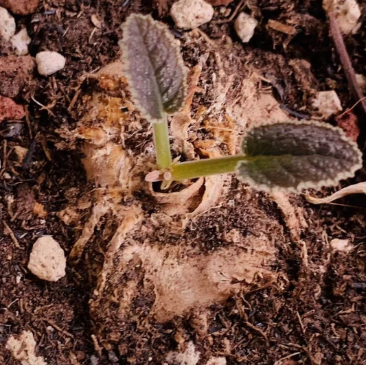 Dorstenia ellenbeckiana seeds