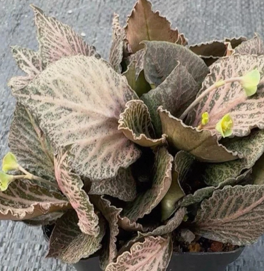 Euphorbia francoisii seeds