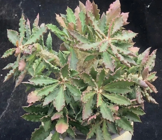 Euphorbia decaryi seeds