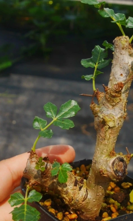Boswellia frereana seeds