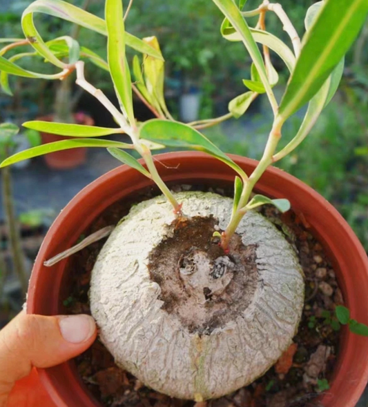 Euphorbia trichadenia seeds