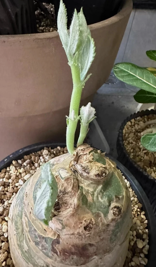 Cyphostemma seitzianum seeds