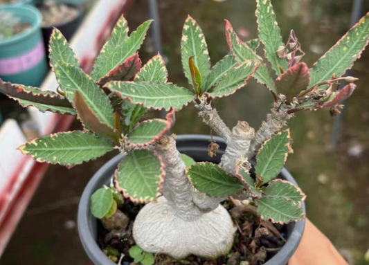 Euphorbia waringiae seeds